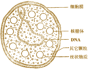 细胞生物学:原核细胞
