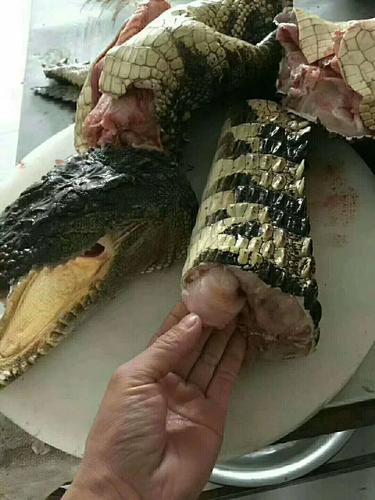 本厂常年零售,批发商品鳄鱼,鳄鱼苗,鳄鱼肉,鳄鱼罐头,鳄鱼干等,欢迎来