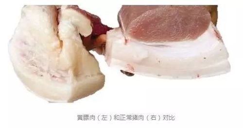 高温季节黄膘肉频现带你解密黄膘肉成因鉴定处理及预防措施