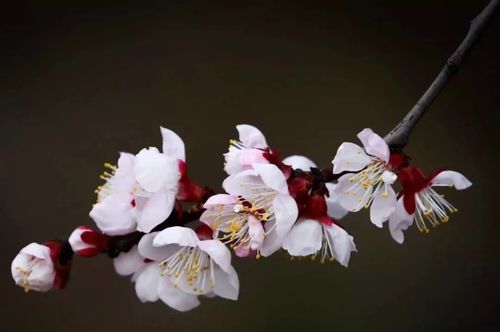陌上花已开,你还傻傻分不清桃花,杏花,樱花,梨花,海棠