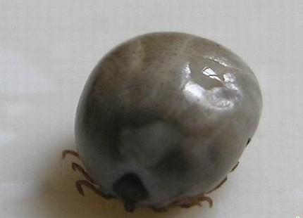 河南蜱虫中毒事件共造成18例死亡