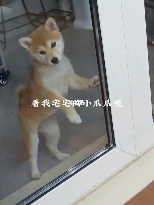 豆柴小爪子好可爱_柴犬_艺术馆_羊奶_狗粮_柴犬日常_宠物_狗