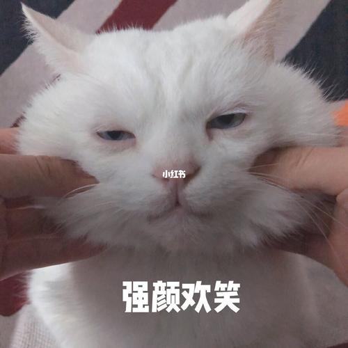 今日分享|可爱表情包哈哈哈_表情包_可爱表情包_素材