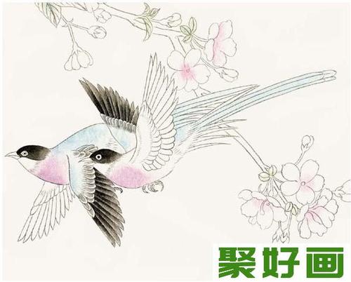 工笔花鸟画绶带鸟绘画入门教程