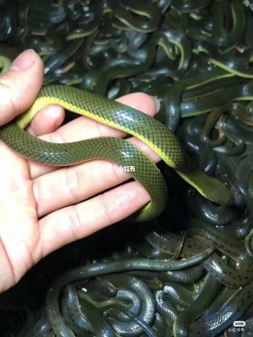 金边水蛇150适合学生养,吃小鱼,蚯蚓.