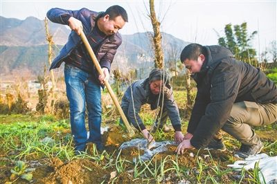 群众栽种樱桃树苗