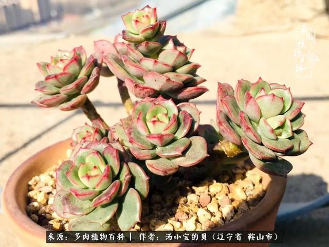 艾格拉斯玫瑰