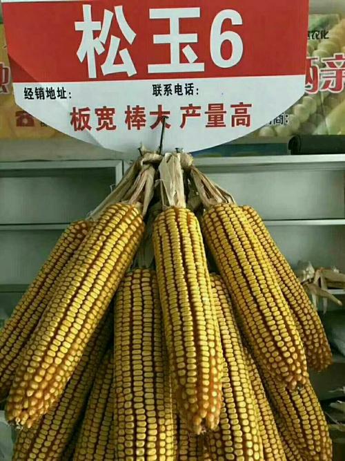虹宇种业5066186:有优良玉米品种tg1,牡玉318.松玉6.