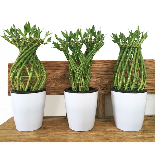 水培富贵竹带根花瓶艺术造型编织盆栽水养植物绿植