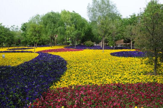 三色堇 李瑞月 摄