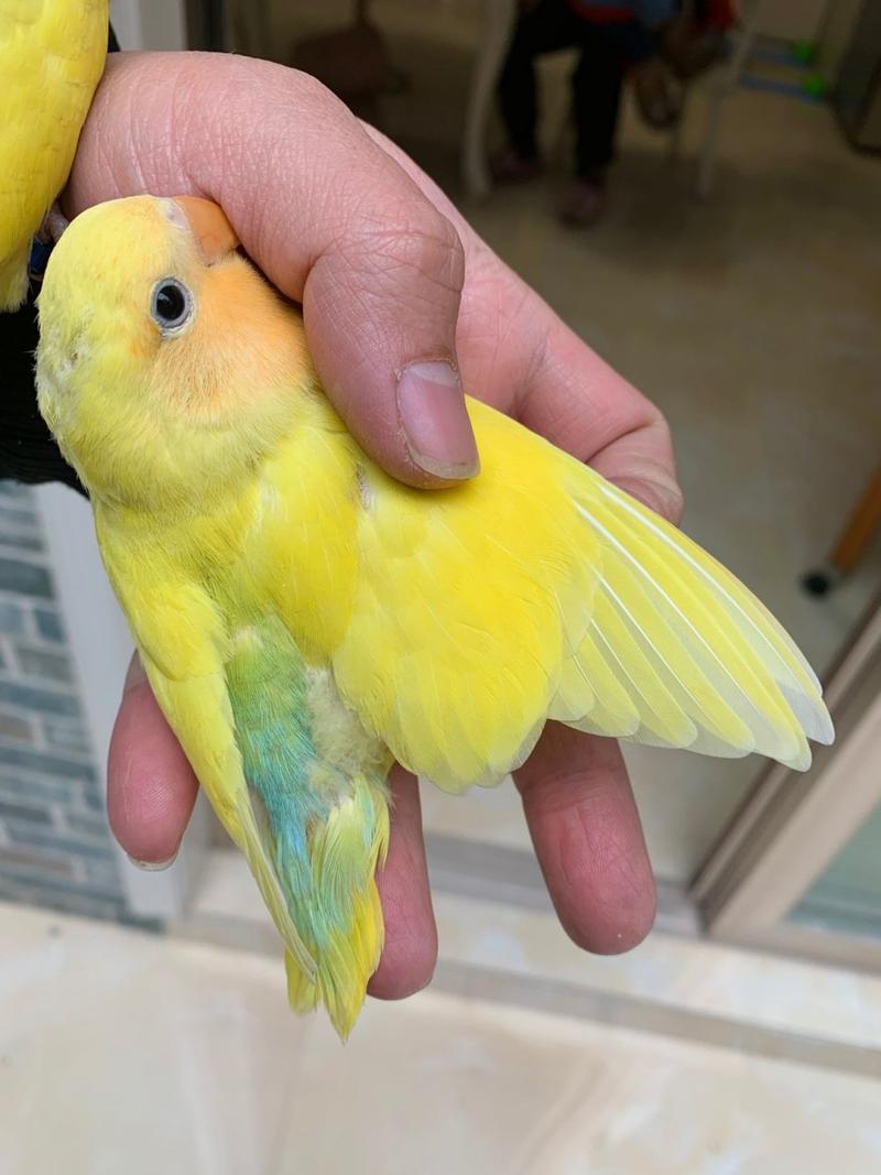 蓝腰花桃牡丹鹦鹉,别人家的就是好看!