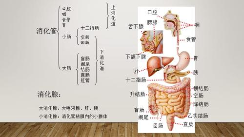 系统解剖学——消化系统.ppt