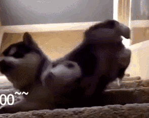 对狗狗来说,下楼梯大概是狗生里最难逾越的一道坎