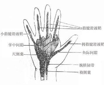 掌中间隙 midpalmar space位于鱼际间隙的尺侧,其前界为第3～5指屈