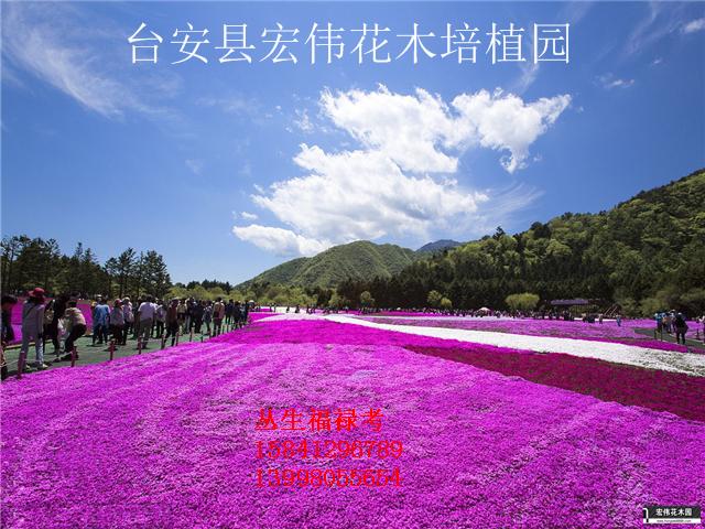 丛生福禄考花海