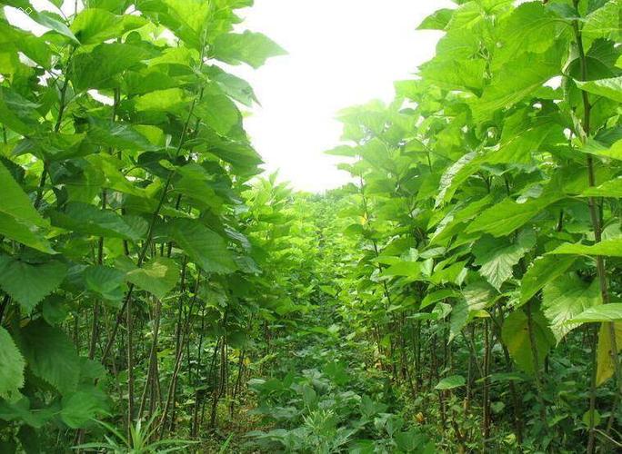 桑树的品种种类和种植技术