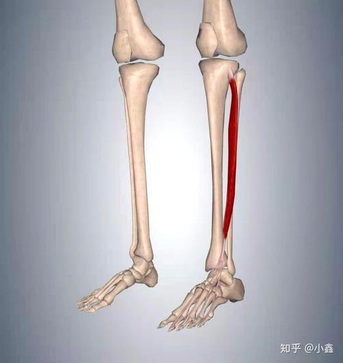 趾长伸肌: 起于胫骨顶端,往下与腓骨相连,其下端分别通过四条肌腱与