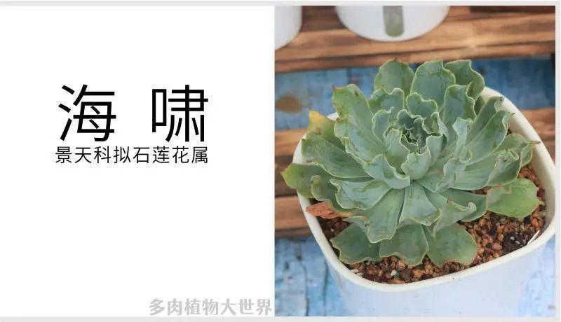 "海啸"景天科拟石莲花属多肉植物,包菜系多肉品种之一