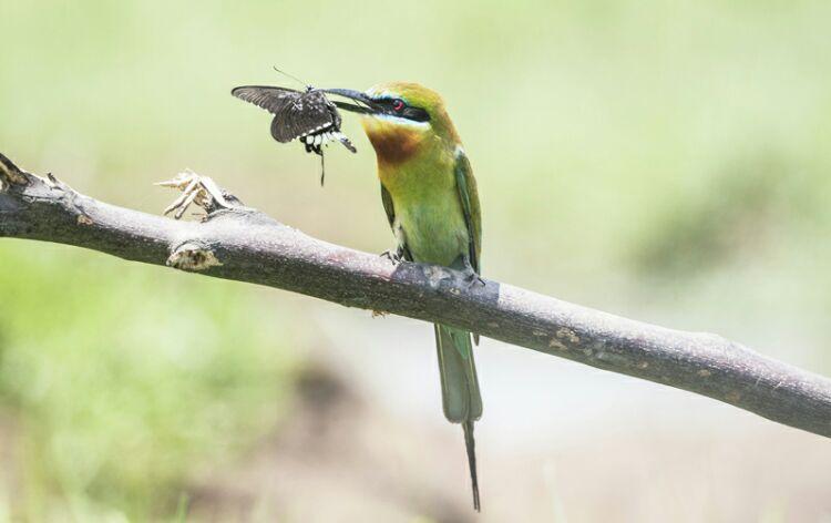 中国最美丽的小鸟之----栗喉蜂虎和蓝喉蜂虎