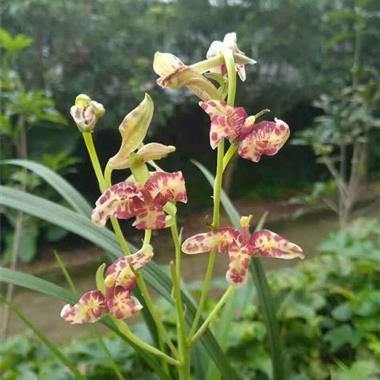 建兰2苗1芽《凤凰传奇》 - 中国兰花交易网