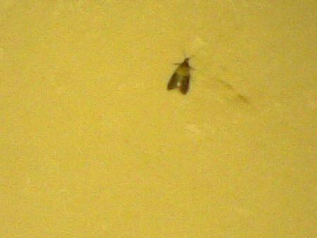 请问这是什么虫子,家里很多这东西,小飞蛾,学名是什么