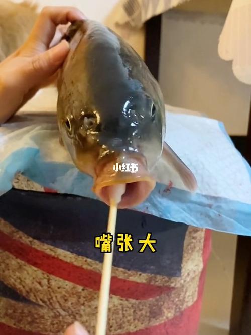 医院不给动物做核酸检测,我亲自来做_金毛_核酸检测_宠物_宠物其他