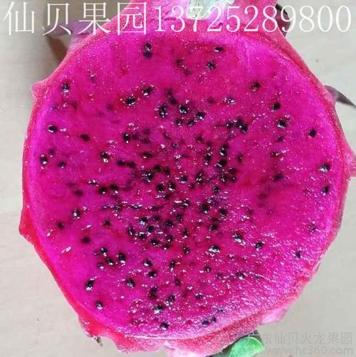 长期大量供应红水晶红肉火龙果及优质自粉果苗13725289800