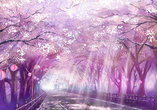 风景樱花