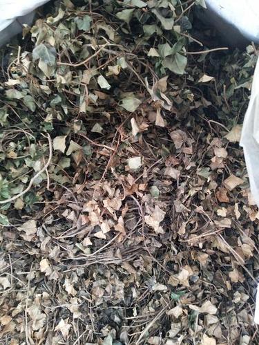 中药材常春藤.含量高.需要干货做中药的,请联系我.