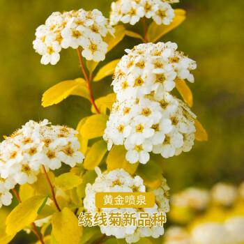 红豆园艺金山绣线菊黄金喷泉金叶多花期长阳台庭院观花植物简单易养
