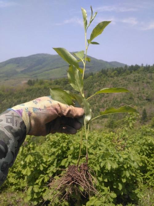 跑山4小时采挖野生中药材关苍术