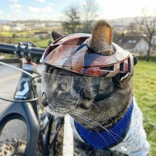 跟着铲屎官,这只猫上天下海各种冒险.这猫生比人的还精彩