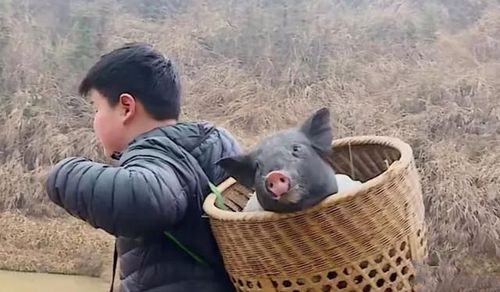 娱乐圈太子爷被送变形记"背猪",又进少林寺减肥,好"狠