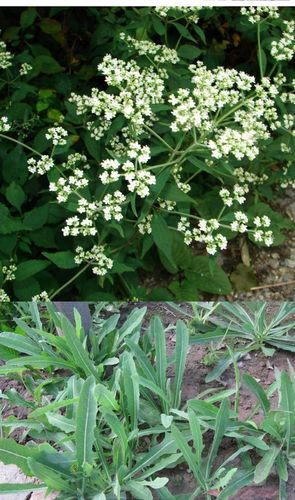 黄花败酱草种子南败酱草苦益菜 苣荬菜苦菜子苦菜苦麻菜种子包邮_7折