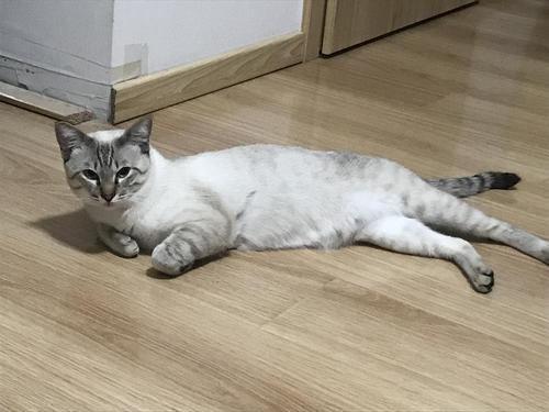 猫咪走路不稳自己摔倒