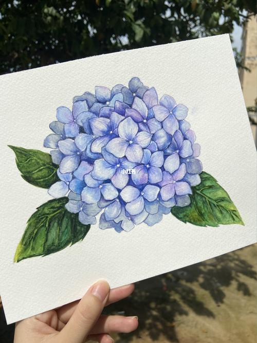 绣球花水彩画_水彩画_深圳湾攻略_相框_手绘_新房_礼物_文化_绘画