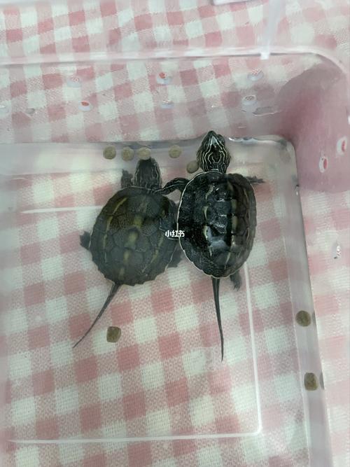 一对情侣草龟,怎么分公母_中华草龟_宠物_宠物其他