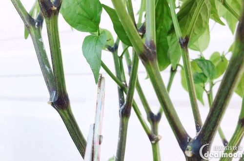 种植记·一起来修剪辣椒吧(附养护小心得)