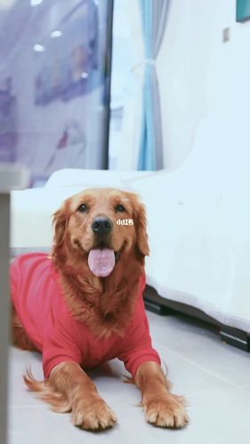 狗狗:原来主人手机中的我是这样的_手机_狗狗_宠物_狗