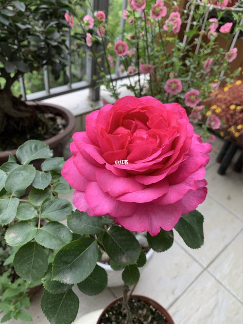 种花|完美的伊芙月季_月季_香水_赏花_阳台_婚礼_家居
