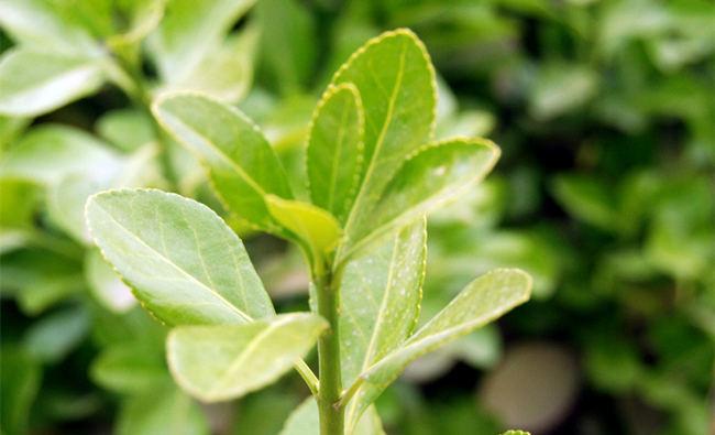 基本信息 拼音名 dōnɡ qīnɡ yè 别名 四季青叶(江苏),毛冬青叶.