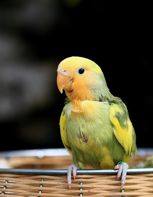 kjhgf合法面类手养牡丹鹦鹉活体雏鸟类亲人易上手薰衣草紫罗兰包活 白