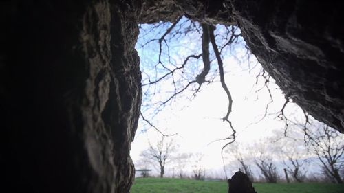 空心老树_古树大树朽木树干树洞_木头年轮_1920x1080_高清视频素材