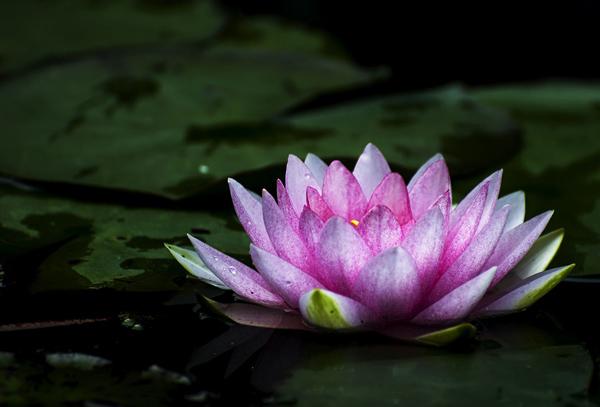 睡莲的花语是什么睡莲的寓意和象征