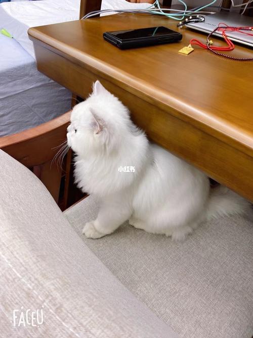 白糖～_宠物_宠物_猫