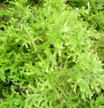 [伸筋草批发]伸筋草 价格2.00元/斤 - 一亩田