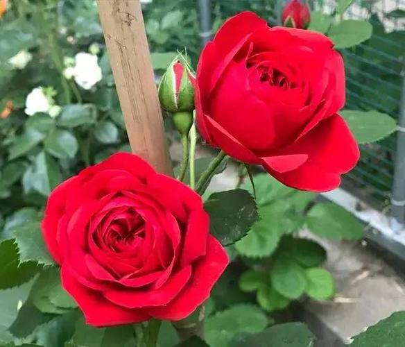 月季花红苹果标准大红色四季开花植株低矮适合阳台族