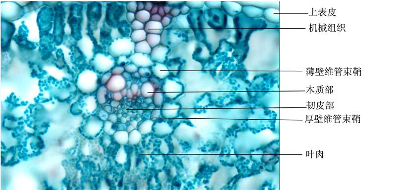 小麦叶横切-示两层维管束鞘 拷贝.jpg