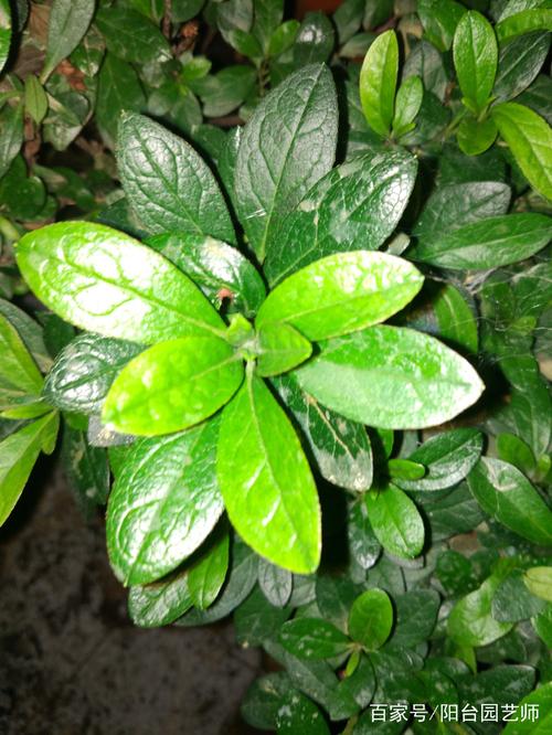 杜鹃花叶子都干了怎么办?