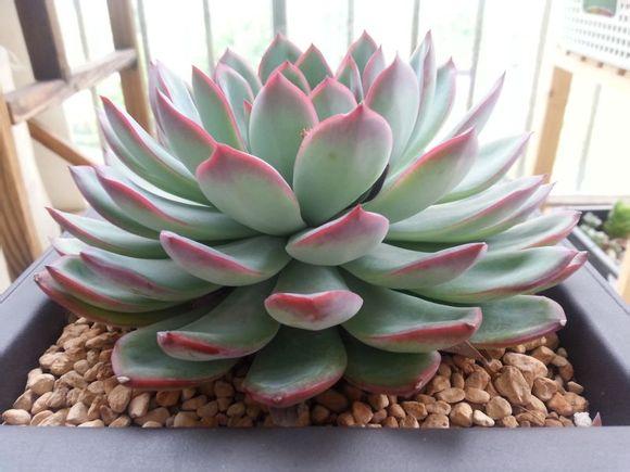 多肉雨燕座和花月夜是不是一样的